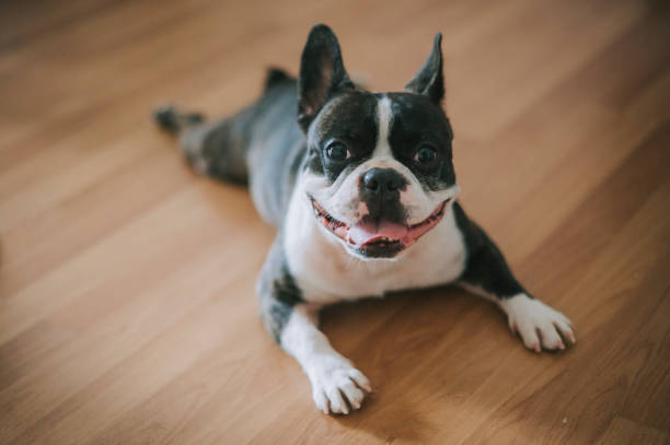 Dogs & Durable Floors | The Best Flooring Options for Pet-Friendly Homes in Florida 