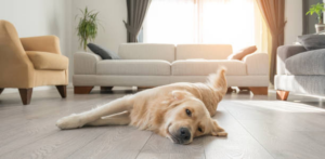 Pet Owners Love LVP Flooring 