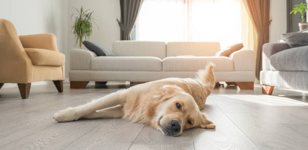 Pet Owners Love LVP Flooring 