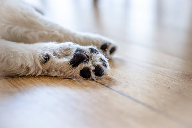 LVP Flooring